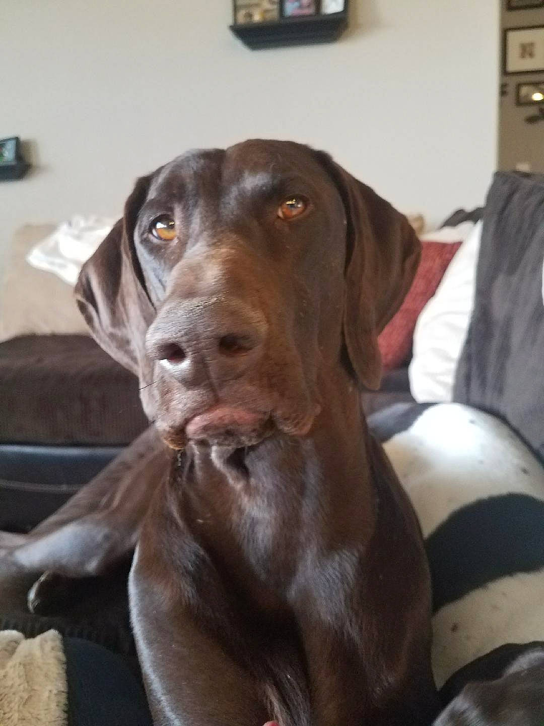 Motor is registered to the contest to win money with this photo: beagador, canidae, carnivore, companion_dog, dog, dog_breed, ear, fawn, german_shorthaired_pointer, hunting_dog, labrador_retriever, liver, mammal, pointer, pointing_breed, snout, sporting_group, vertebrate, vizsla, weimaraner