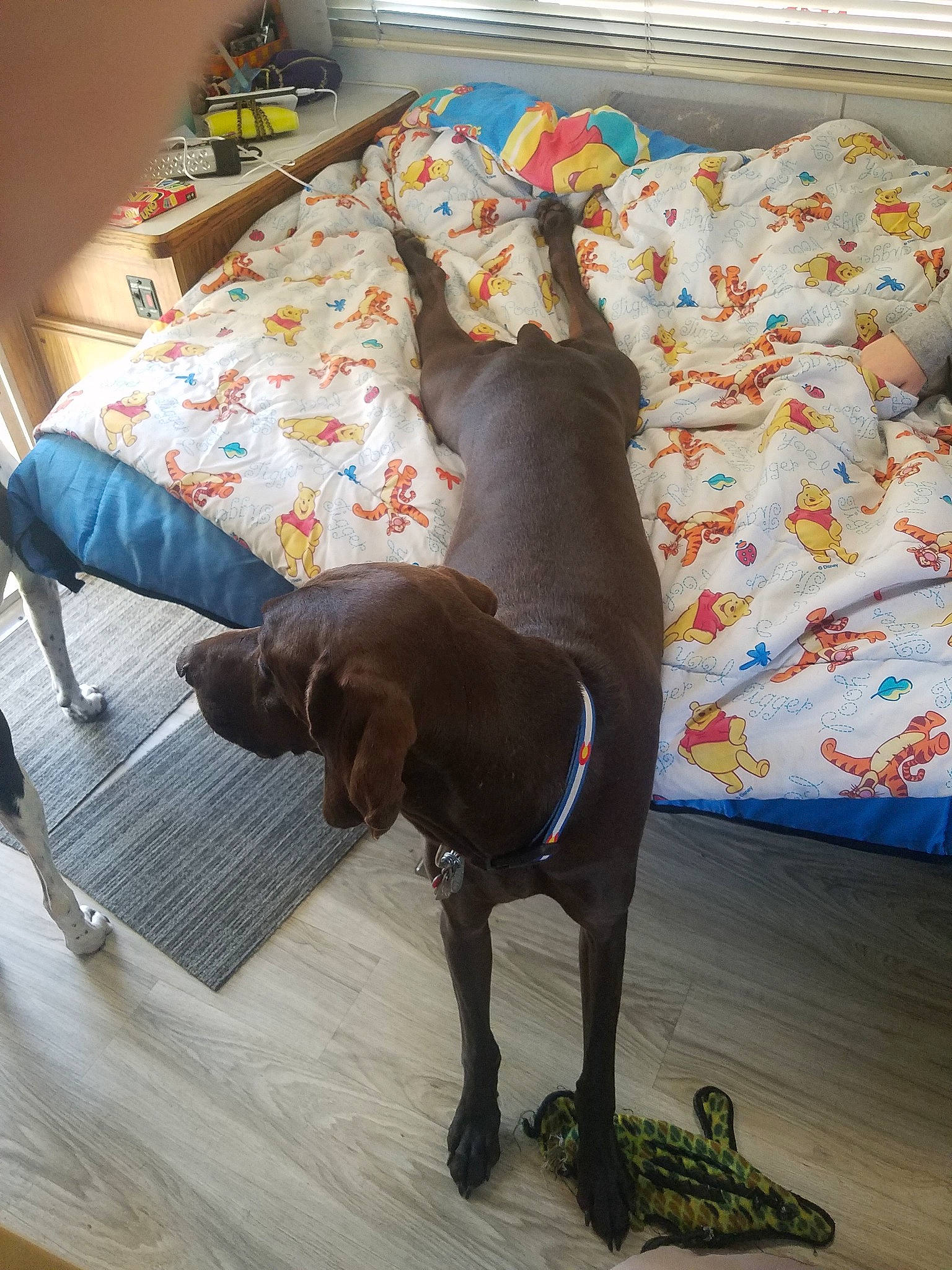 Motor is registered to the contest to win money with this photo: canidae, carnivore, companion_dog, dog, dog_breed, fawn, furniture, german_shorthaired_pointer, great_dane, guard_dog, labrador_retriever, pointer, pointing_breed, puppy, sporting_group, tail, weimaraner