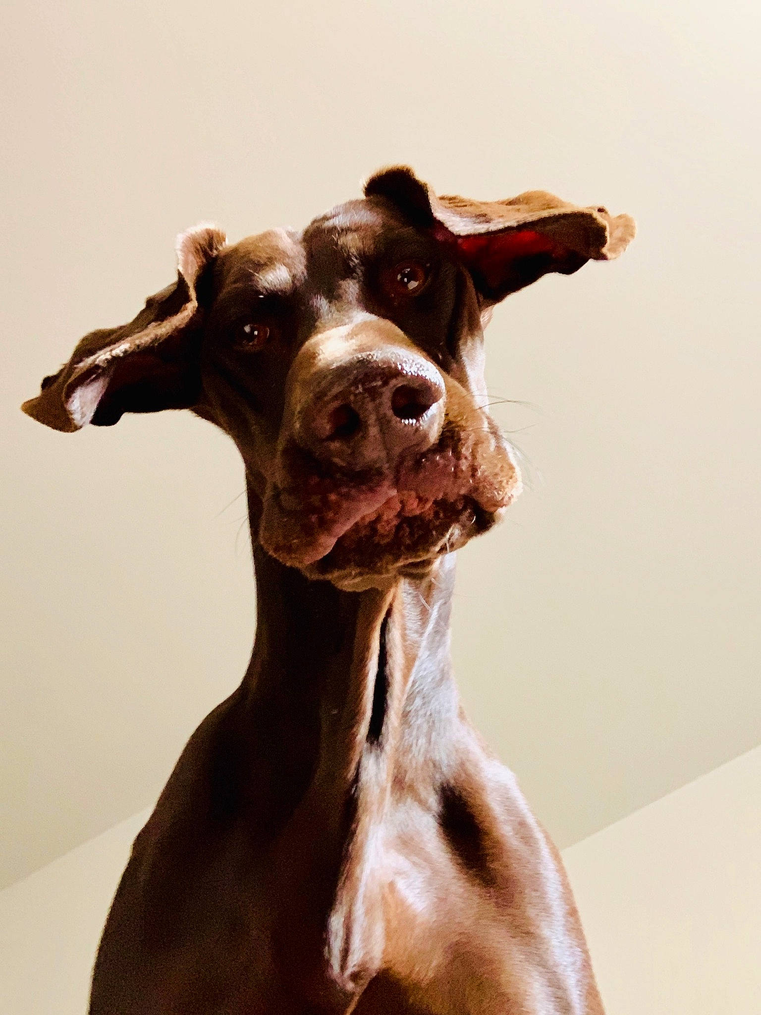 Motor is registered to the contest to win money with this photo: art, canidae, carnivore, dog, dog_breed, fawn, german_shorthaired_pointer, great_dane, hunting_dog, liver, pointer, snout, sporting_group, weimaraner