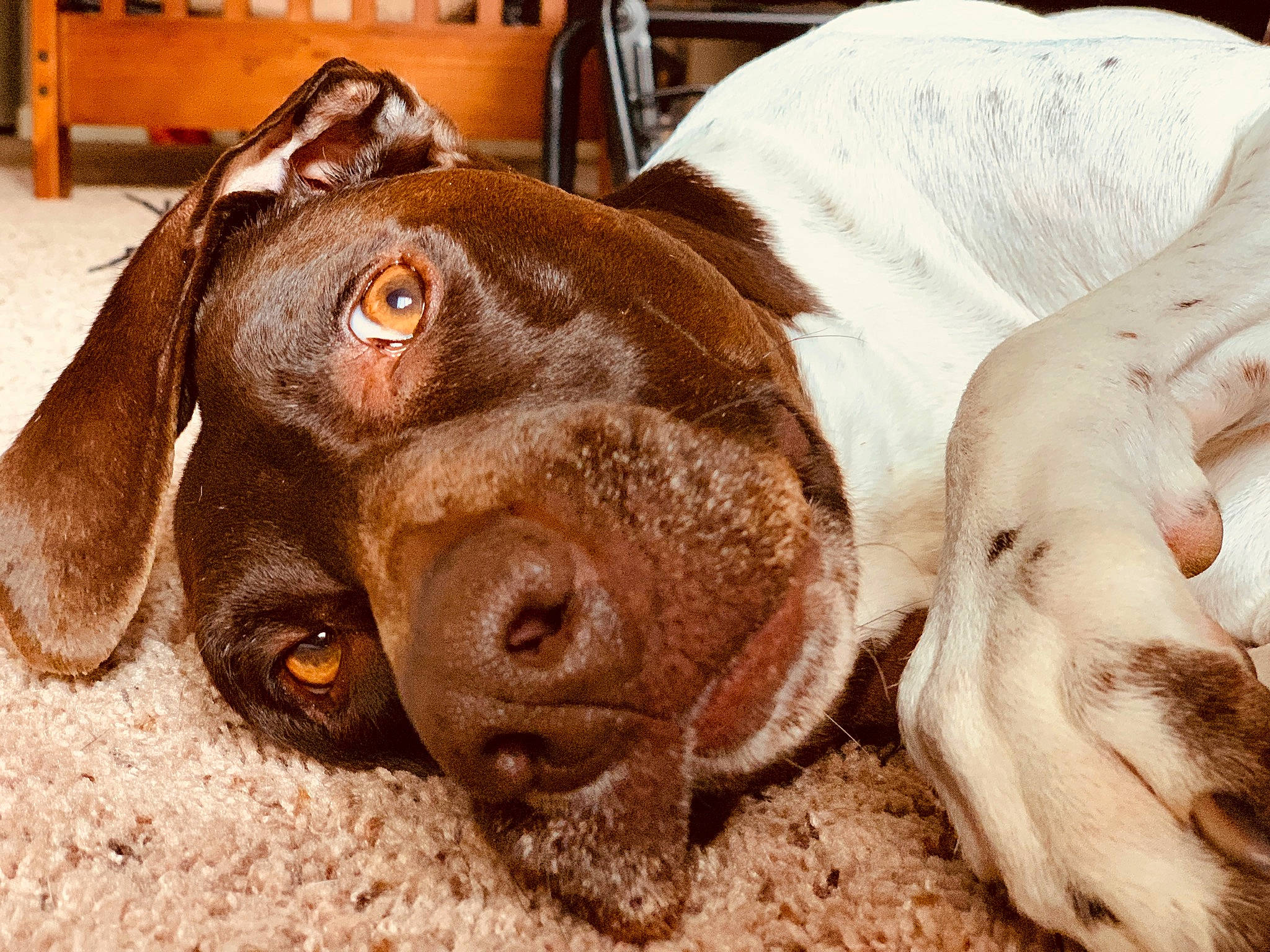 Sadie joined the competition — help win amazing prizes! braque_francais, canidae, carnivore, dog, dog_breed, ear, eye, german_longhaired_pointer, german_shorthaired_pointer, hunting_dog, liver, nose, old_danish_pointer, pachon_navarro, pointer, pointing_breed, snout, sporting_group, vertebrate, vizsla
