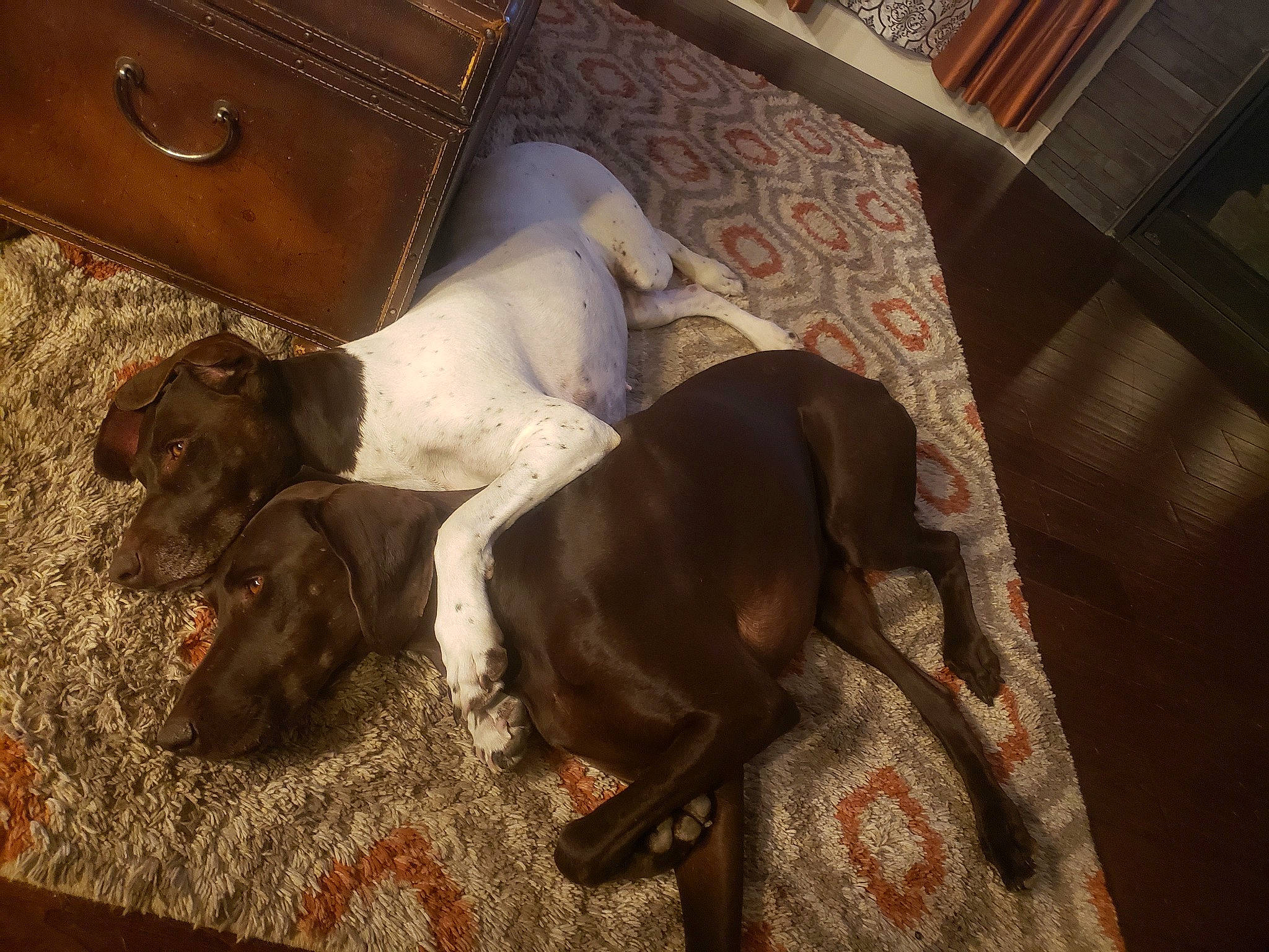 Sadie joined the competition — help win amazing prizes! canidae, carnivore, companion_dog, dog, dog_breed, fawn, german_shorthaired_pointer, pointer, pointing_breed, puppy, sporting_group