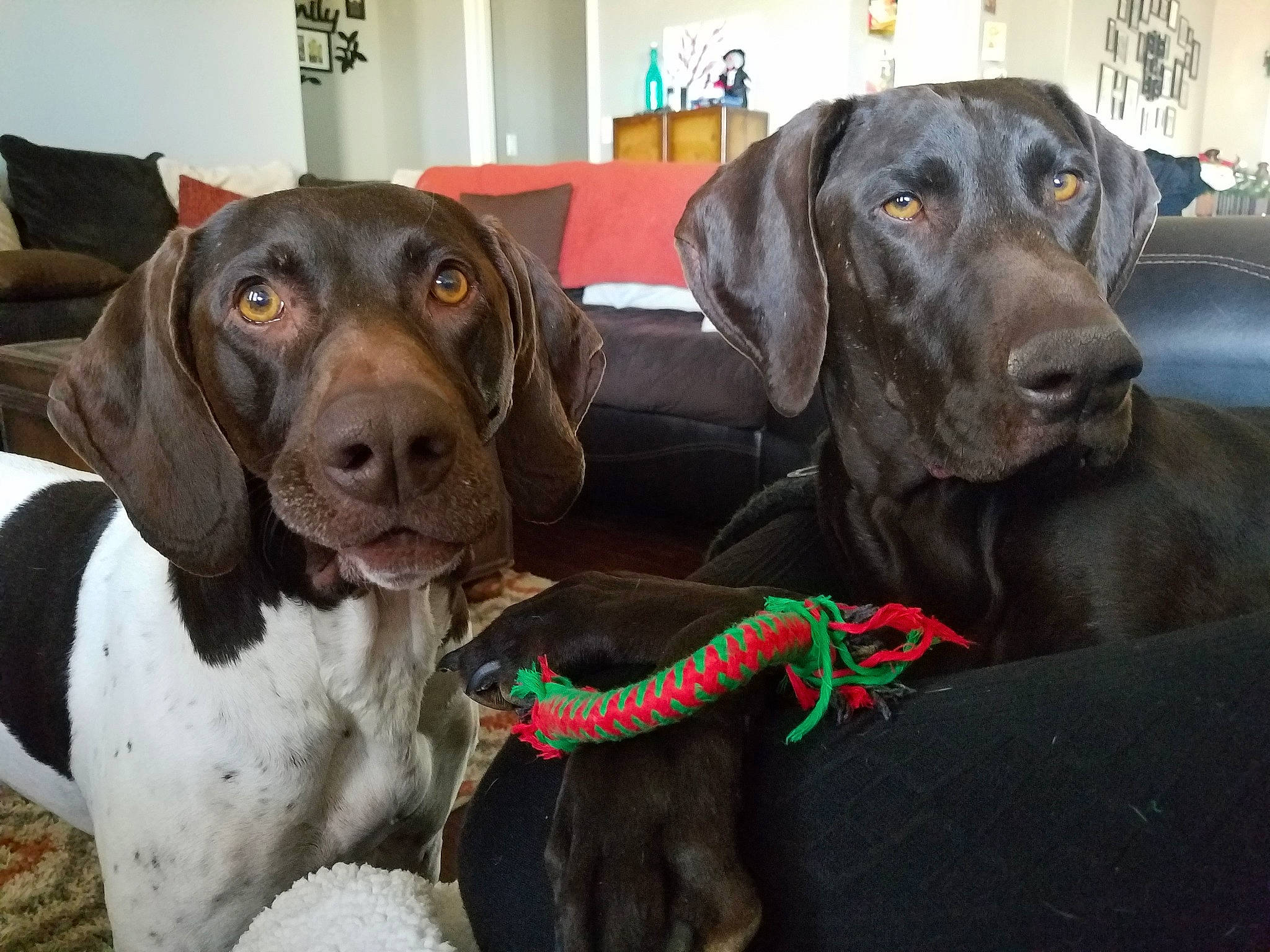 Sadie is registered to the contest to win money with this photo: beagador, braque_francais, canidae, carnivore, dog, dog_breed, dog_collar, german_shorthaired_pointer, hunting_dog, liver, mammal, old_danish_pointer, pointer, pointing_breed, rare_breed_dog, snout, sporting_group, vertebrate, vizsla, weimaraner