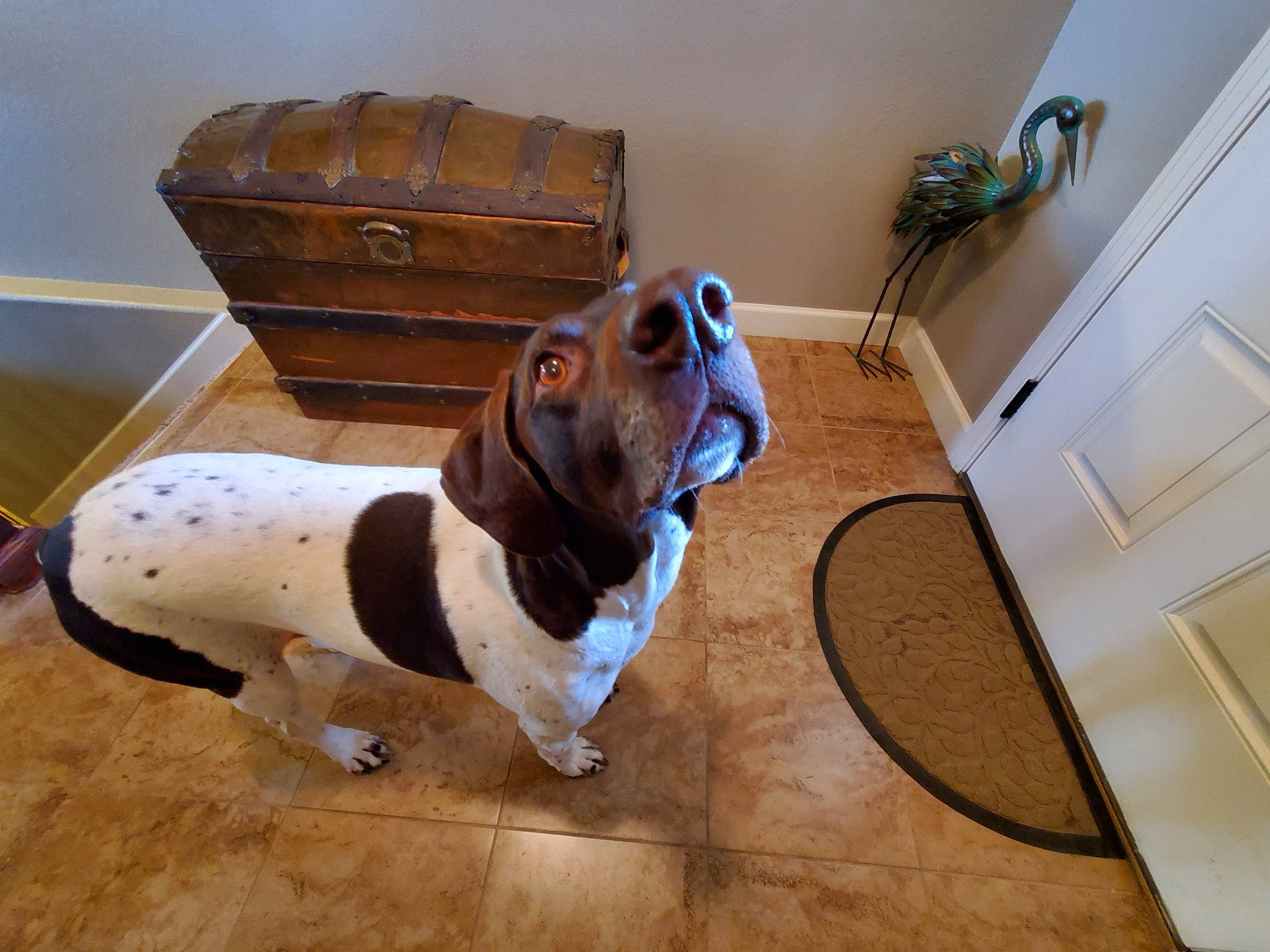 Sadie is registered to the contest to win money with this photo: basset_artesien_normand, basset_hound, canidae, carnivore, companion_dog, dog, dog_breed, floor, flooring, hardwood, hound, mammal, scent_hound, snout, sporting_group