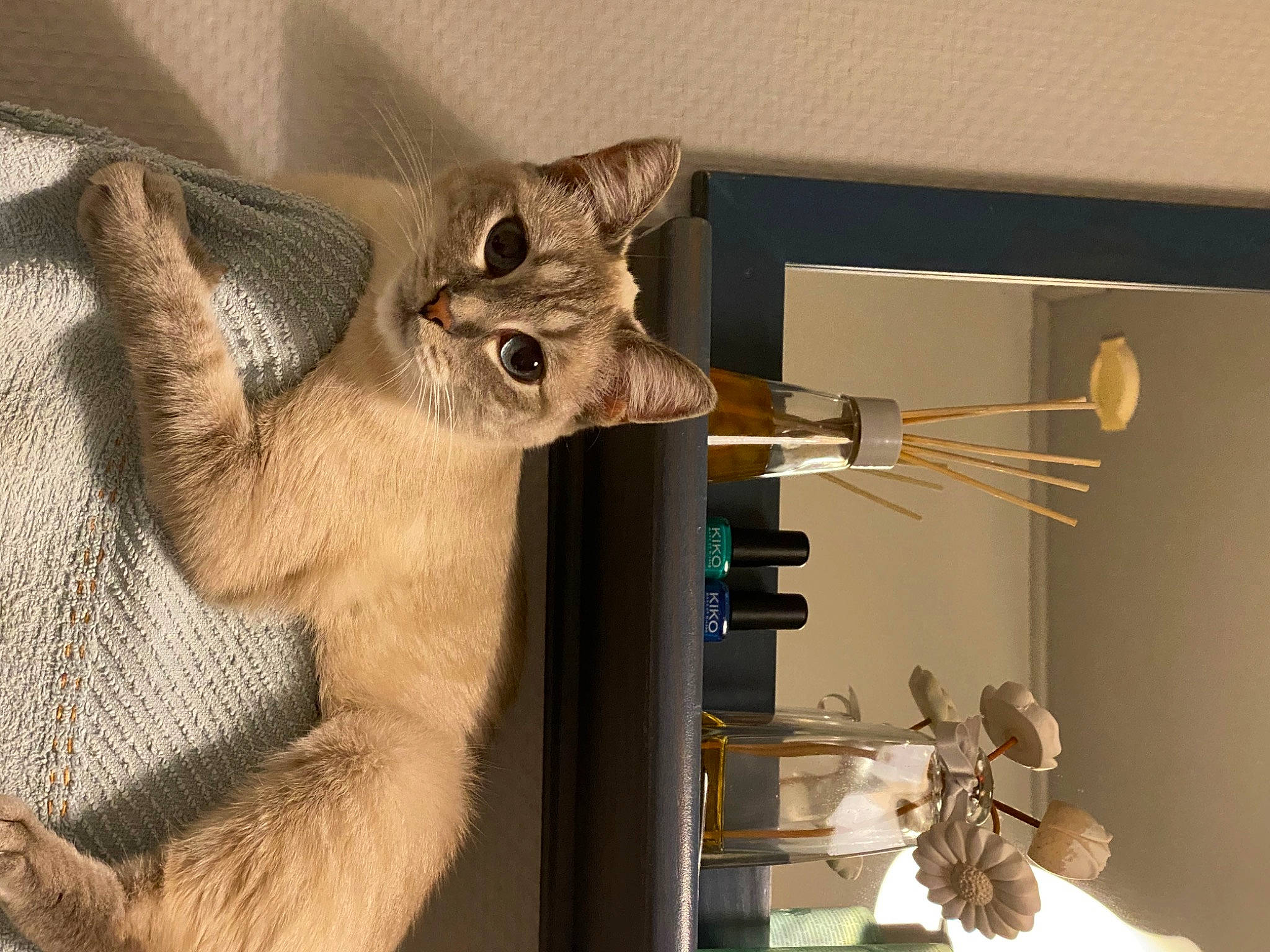 Sassy participe au concours pour gagner de l'argent avec cette photo : carnivore, cat, claw, domestic_short_haired_cat, electrical_supply, electrical_wiring, fawn, felidae, flowerpot, fur, gesture, paw, plant, room, shelf, shelving, small_to_medium_sized_cats, tail, whiskers, wood