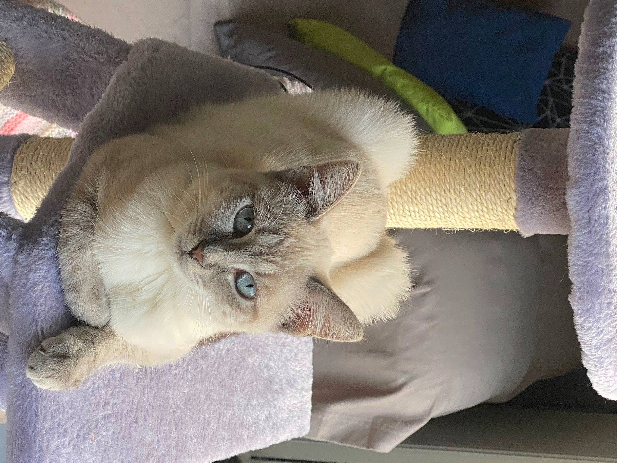 Sassy a rejoint le concours — aidez-le/la à gagner de superbes lots ! carnivore, cat, claw, comfort, companion_dog, domestic_short_haired_cat, fawn, felidae, fur, grey, nap, paw, sleep, small_to_medium_sized_cats, snout, tail, whiskers