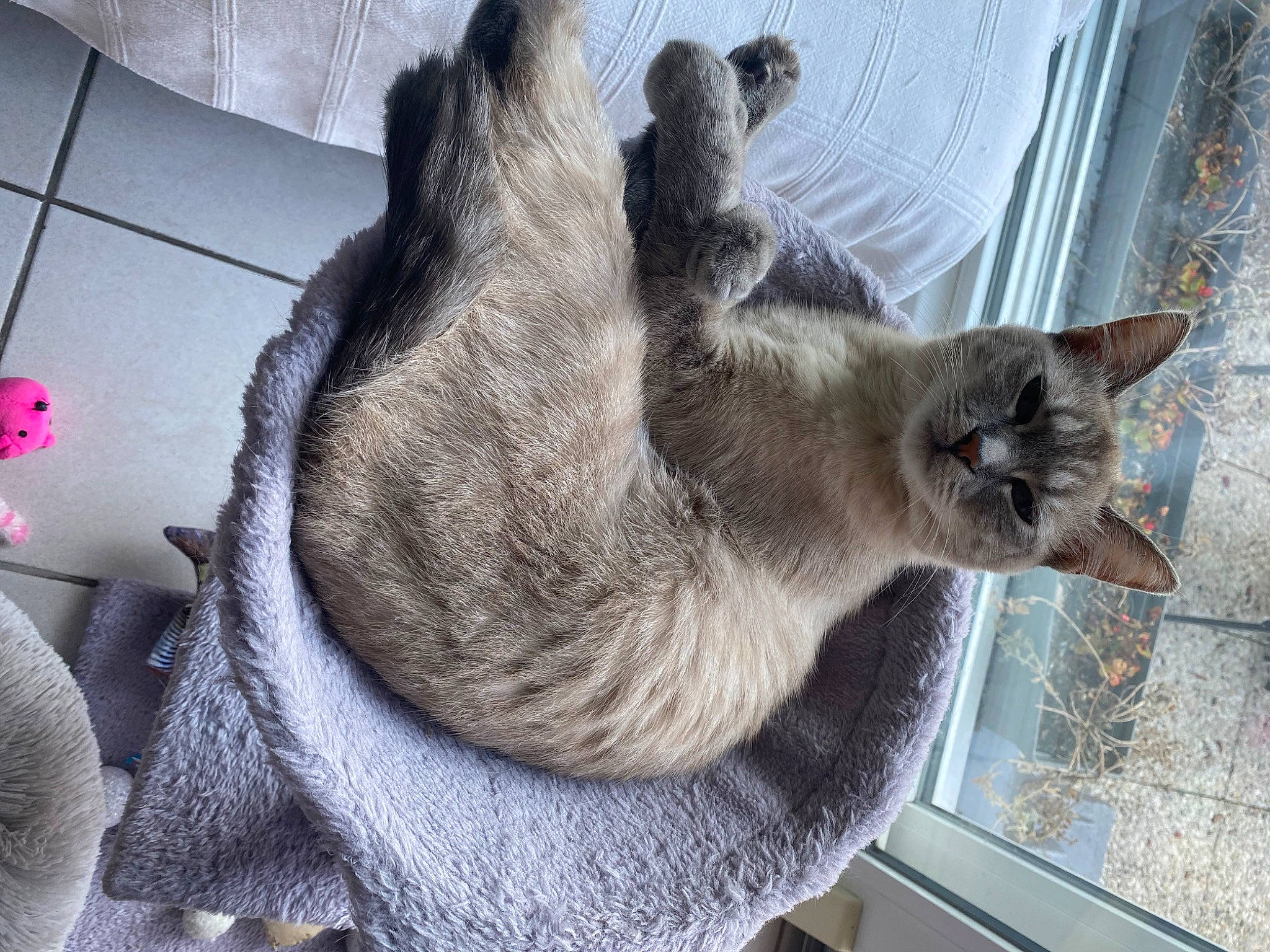 Sassy a rejoint le concours — aidez-le/la à gagner de superbes lots ! carnivore, cat, cat_supply, claw, comfort, domestic_short_haired_cat, felidae, fur, grey, paw, small_to_medium_sized_cats, snout, tail, whiskers, window