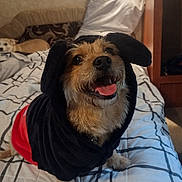 Bear joined the competition — help win amazing prizes! dog, pet, hoodie, bed, blanket, indoor, happy, tongue_out, fur, canine, comfort, couch, pillow, plaid, smile, cozy, animal, resting, home, cute