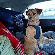 Bear is registered to the contest to win money with this photo: alert, backseat, blanket, car_interior, companion, dog, green_shirt, harness, human_partial, luggage, passenger, pet_bed, road_trip, sitting, sleeping_dog, small_dog, suitcase, travel, upholstery, window