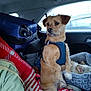 alert, backseat, blanket, car_interior, companion, dog, green_shirt, harness, human_partial, luggage, passenger, pet_bed, road_trip, sitting, sleeping_dog, small_dog, suitcase, travel, upholstery, window