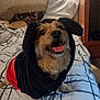 Bear is registered to the contest to win money with this photo: background_dog, bed, bedding, bedroom, blanket, costume, dog, eyes, fur, happy, hoodie, indoor, lamp, nose, paw, pet, pillow, small_dog, smiling, tongue_out