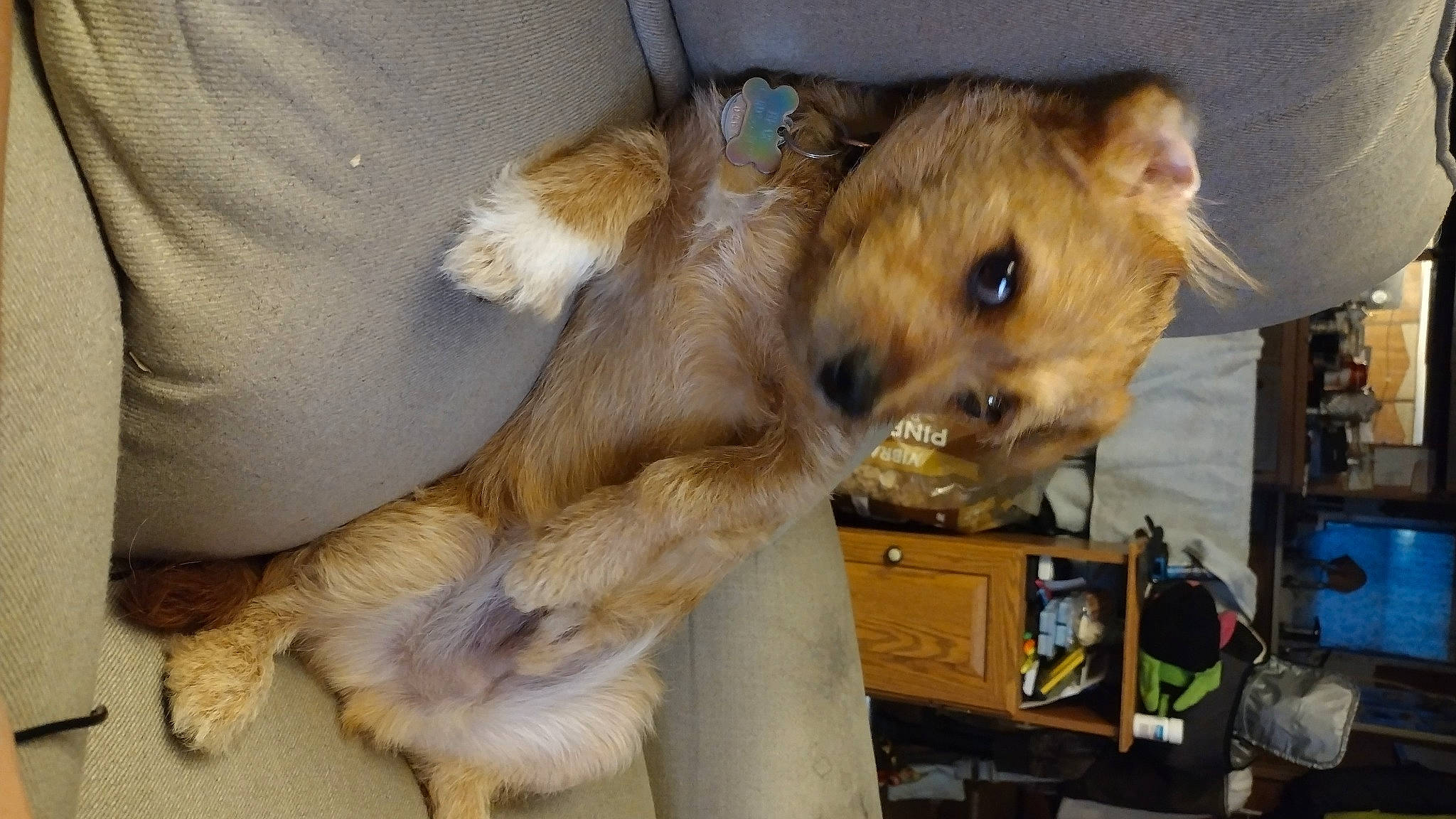 Bear is registered to the contest to win money with this photo: canidae, carnivore, claw, companion_dog, dog, dog_breed, fawn, felidae, fur, paw, snout, sporting_group, whiskers, working_animal