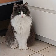 Felicia a rejoint le concours — aidez-le/la à gagner de superbes lots ! cat, fluffy, green_eyes, indoor, tiled_floor, white_cabinet, orange_bedspread, pet, feline, sitting, long_hair, domestic_cat, quiet, calm, home, animal, cute, whiskers, portrait, furry