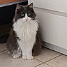 cat, fluffy, green_eyes, indoor, tiled_floor, white_cabinet, orange_bedspread, pet, feline, sitting, long_hair, domestic_cat, quiet, calm, home, animal, cute, whiskers, portrait, furry