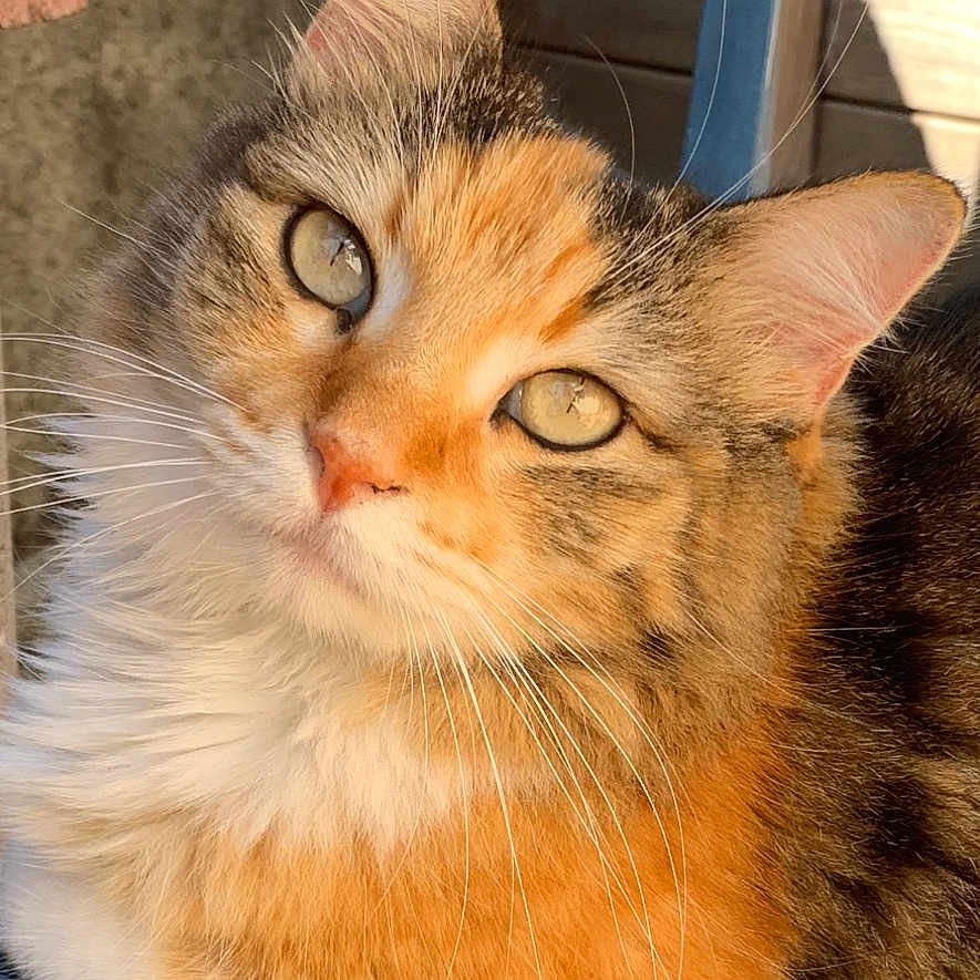 Nala a rejoint le concours — aidez-le/la à gagner de superbes lots ! cat, orange_cat, fluffy, sitting, chair, blue_chair, outdoor, sunlight, fur, pet, animal, whiskers, ears, relaxed, closeup, portrait, wood, concrete, curious, daylight