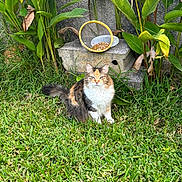 Nala participe au concours pour gagner de l'argent avec cette photo : cat, calico, grass, plants, greenery, stone, outdoor, nature, feline, pet, fur, leaf, garden, wildlife, animal, sitting, cute, fluffy, calm, daylight
