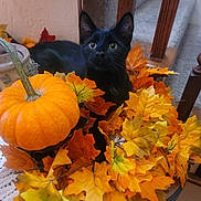 Mister is registered to the contest to win money with this photo: cat, black_cat, pumpkin, autumn_leaves, fall_theme, orange, yellow, indoor, wooden_stairs, decor, curious, pet, animal, cozy, seasonal, table, plant_pot, leaf, close_up, home