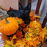animal, autumn_leaves, black_cat, cat, close_up, cozy, curious, decor, fall_theme, home, indoor, leaf, orange, pet, plant_pot, pumpkin, seasonal, table, wooden_stairs, yellow
