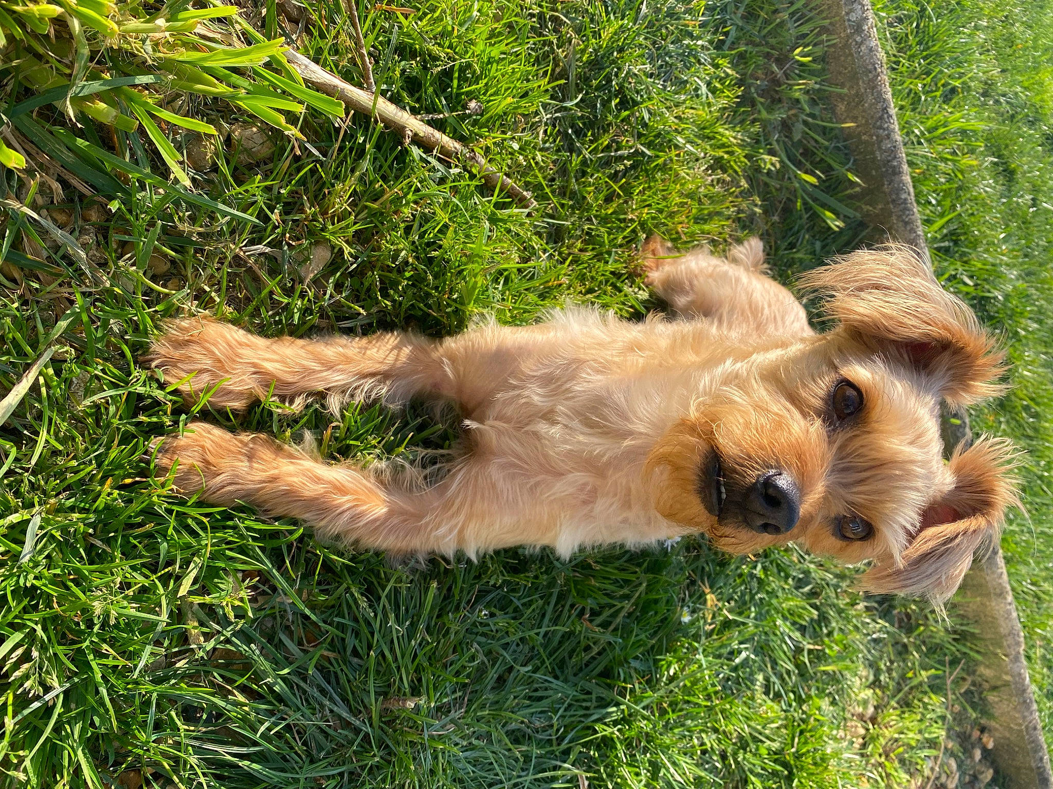 Sissy a rejoint le concours — aidez-le/la à gagner de superbes lots ! canidae, carnivore, companion_dog, dog, dog_breed, fawn, felidae, fur, grass, groundcover, plant, snout, sporting_group, tail, terrestrial_animal, terrier, tree, trunk, wildlife, working_terrier