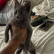 Merquiri joined the competition — help win amazing prizes! kitten, gray_cat, hand, tattoo, bed, pillow, blanket, indoor, pet, animal, feline, cute, curious, domestic_cat, fur, whiskers, claws, resting, young, small