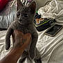 kitten, gray_cat, hand, tattoo, bed, pillow, blanket, indoor, pet, animal, feline, cute, curious, domestic_cat, fur, whiskers, claws, resting, young, small