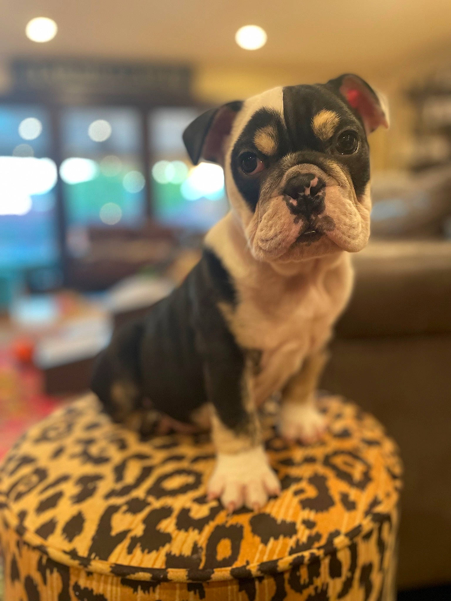 Ernie joined the competition — help win amazing prizes! boston_terrier, bulldog, canidae, carnivore, companion_dog, dog, dog_breed, fawn, fur, molosser, non_sporting_group, snout, sporting_group, terrestrial_animal, toy, toy_dog, whiskers, wood, working_animal, wrinkle
