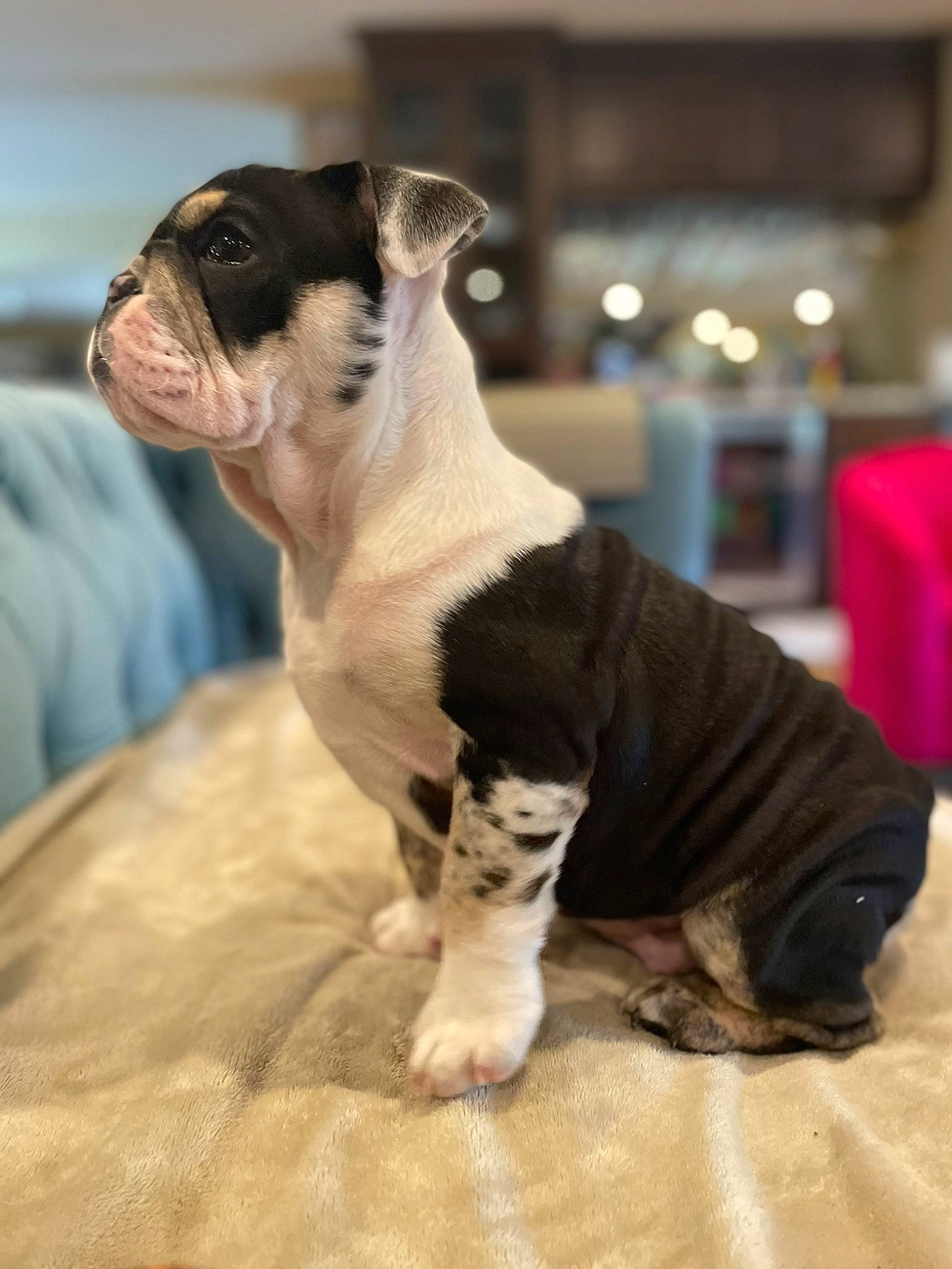 Ernie joined the competition — help win amazing prizes! boston_terrier, bulldog, canidae, carnivore, collar, comfort, companion_dog, dog, dog_breed, dog_collar, event, fawn, pet_supply, snout, sporting_group, terrestrial_animal, toy_dog, whiskers, working_animal, wrinkle