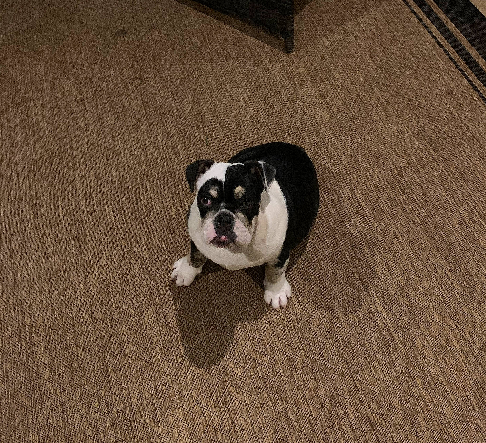 Ernie is registered to the contest to win money with this photo: boston_terrier, canidae, carnivore, companion_dog, dog, dog_breed, fawn, flooring, grass, hardwood, molosser, non_sporting_group, paw, sporting_group, tail, terrestrial_animal, toy_dog, whiskers, wood, working_animal