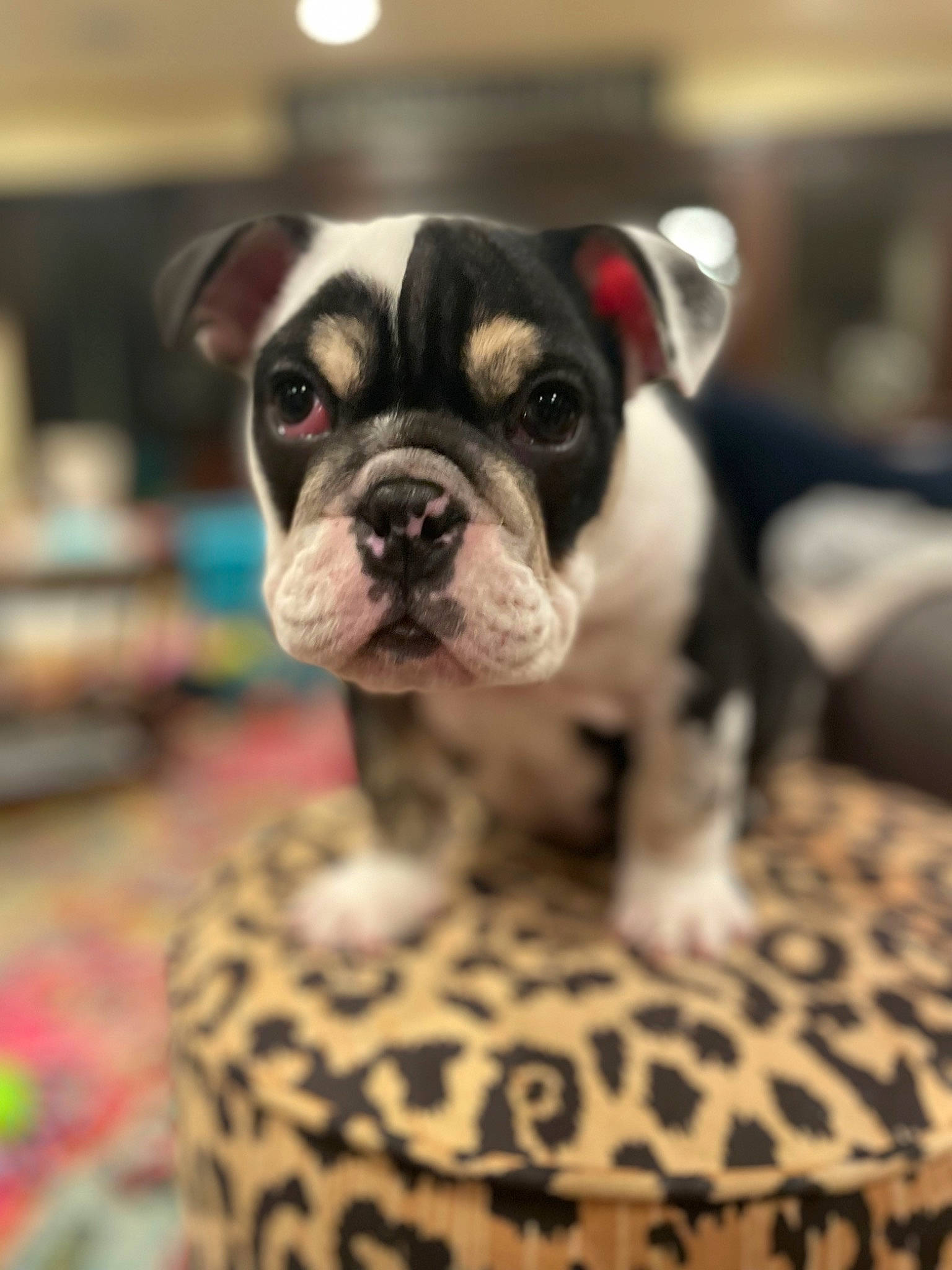 Ernie is registered to the contest to win money with this photo: bored, boston_terrier, bulldog, canidae, carnivore, companion_dog, dog, dog_breed, fawn, french_bulldog, fur, molosser, non_sporting_group, snout, sporting_group, terrestrial_animal, toy_dog, whiskers, working_animal, wrinkle