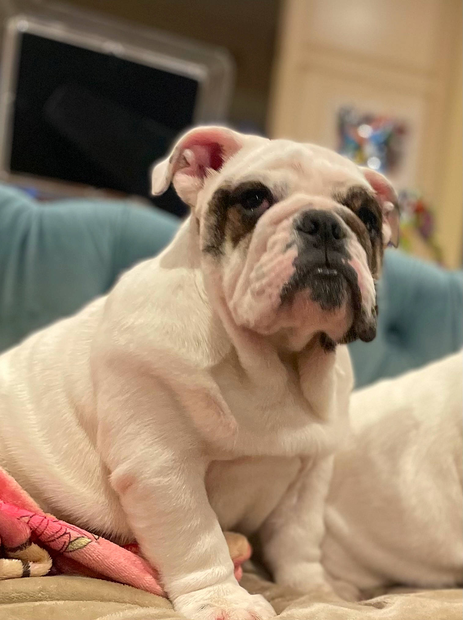 Berty is registered to the contest to win money with this photo: bulldog, canidae, carnivore, comfort, companion_dog, computer_keyboard, dog, dog_breed, fawn, fur, home_appliance, molosser, non_sporting_group, snout, sporting_group, television, terrestrial_animal, toy_dog, white_english_bulldog, wrinkle