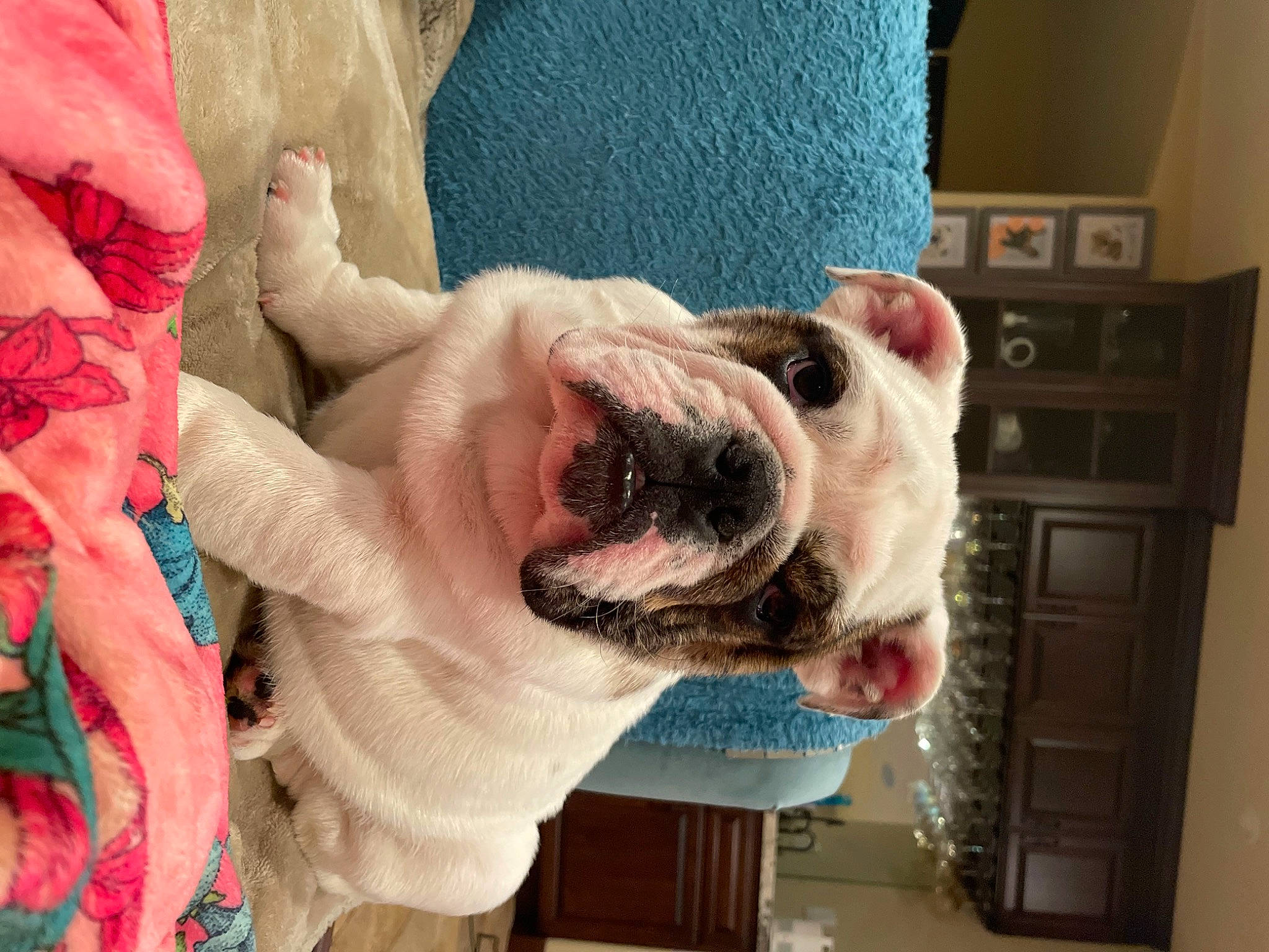 Berty joined the competition — help win amazing prizes! bulldog, cabinetry, canidae, carnivore, collar, comfort, companion_dog, dog, dog_breed, ear, fawn, fur, head, jaw, nail, selfie, snout, sporting_group, working_animal, wrinkle
