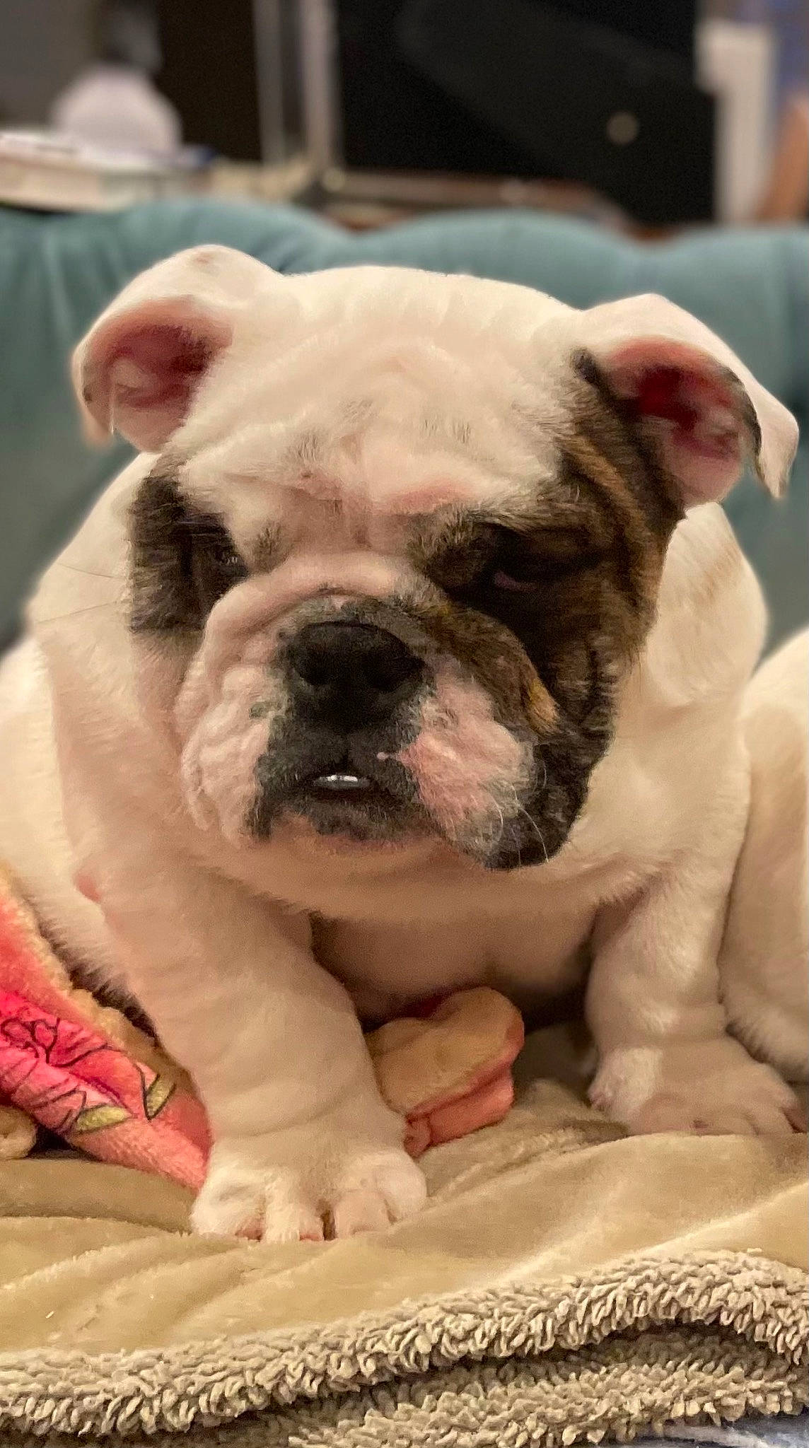 Berty is registered to the contest to win money with this photo: bulldog, canidae, carnivore, close_up, comfort, companion_dog, dog, dog_breed, ear, fawn, fur, grass, snout, sporting_group, terrestrial_animal, toy_dog, whiskers, white_english_bulldog, working_animal, wrinkle