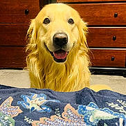 Hank is registered to the contest to win money with this photo: dog, golden_retriever, pet, smiling, indoor, furniture, blanket, wooden_dresser, animal, canine, happy, portrait, friendly, fur, domestic_animal, companion, cute, looking_at_camera, tongue_out, home