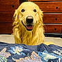 dog, golden_retriever, pet, smiling, indoor, furniture, blanket, wooden_dresser, animal, canine, happy, portrait, friendly, fur, domestic_animal, companion, cute, looking_at_camera, tongue_out, home