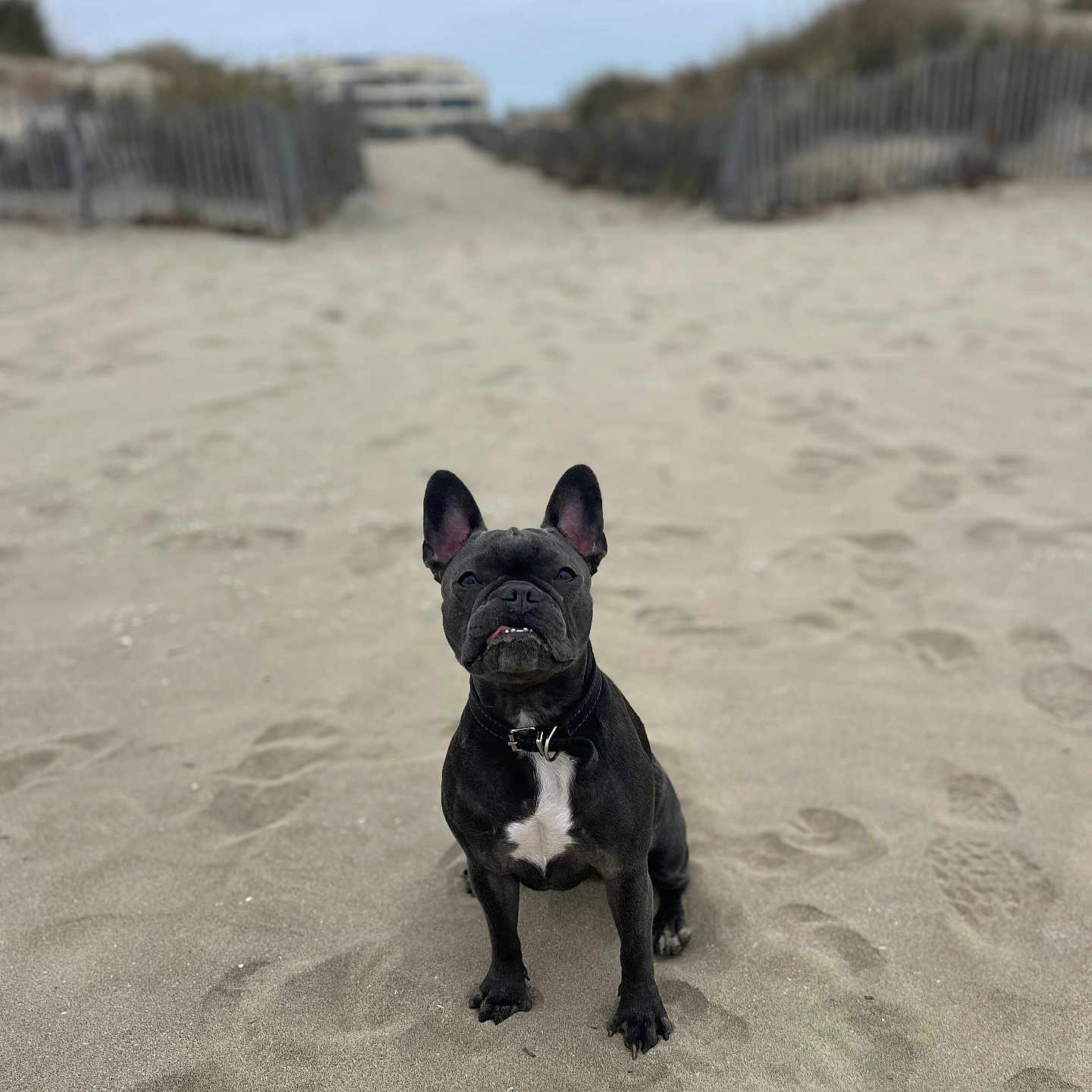 Zoé participe au concours pour gagner de l'argent avec cette photo : animal, beach, bostonbull, boxer, bulldog, canine, coast, dog, dune, frenchbulldog, nature, outdoors, pet, pitbull, puppy, sand, sea, shoreline, soil, water
