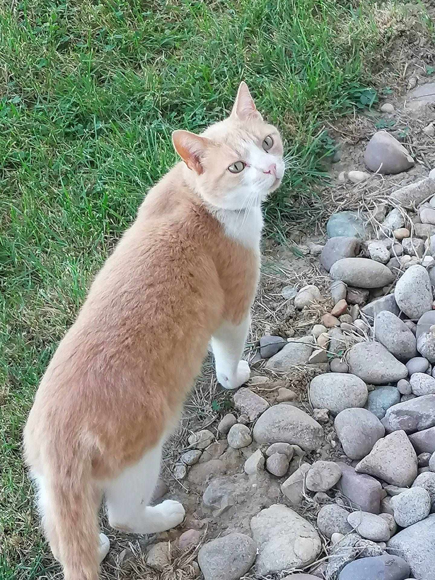 Luffy a rejoint le concours — aidez-le/la à gagner de superbes lots ! bedrock, carnivore, cat, claw, domestic_short_haired_cat, fawn, felidae, fur, grass, groundcover, paw, pebble, road_surface, small_to_medium_sized_cats, snout, tail, terrestrial_animal, whiskers, wildlife