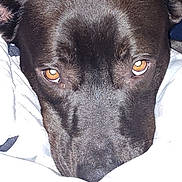 Gizmo joined the competition — help win amazing prizes! dog, close_up, brown, pet, animal, face, eyes, fur, blanket, indoors, nose, muzzle, portrait, canine, domestic_animal, looking, expression, cute, snout, resting