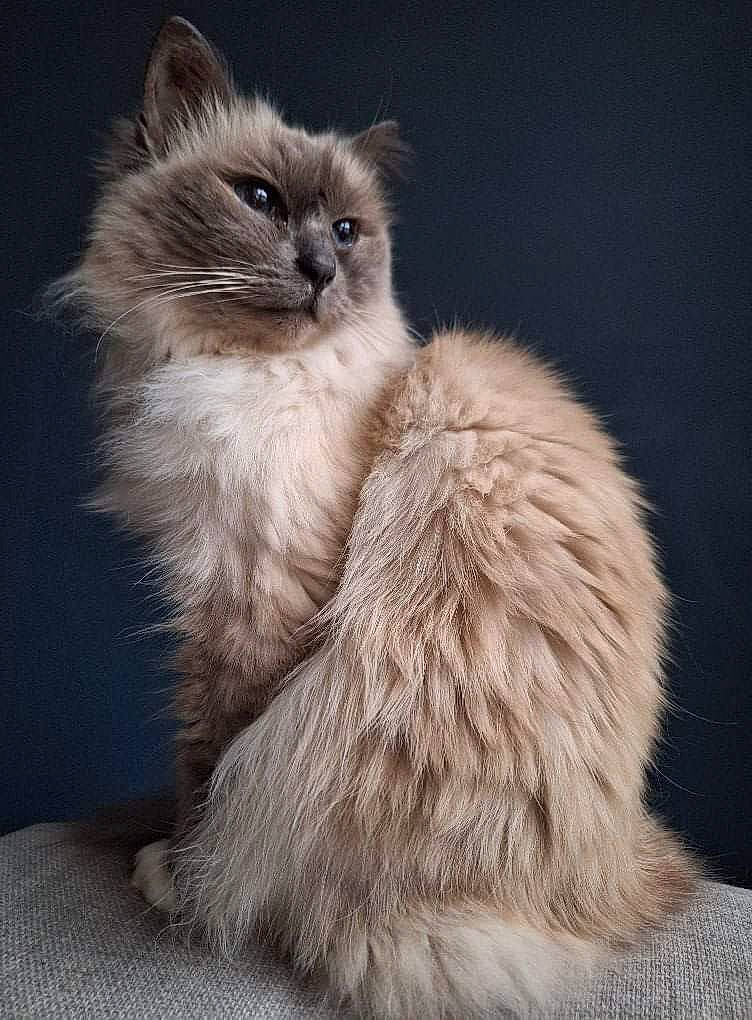 Mia is registered to the contest to win money with this photo: birman, british_longhair, carnivore, cat, event, fawn, felidae, fur, grey, ragdoll, small_to_medium_sized_cats, snout, tail, terrestrial_animal, whiskers, window