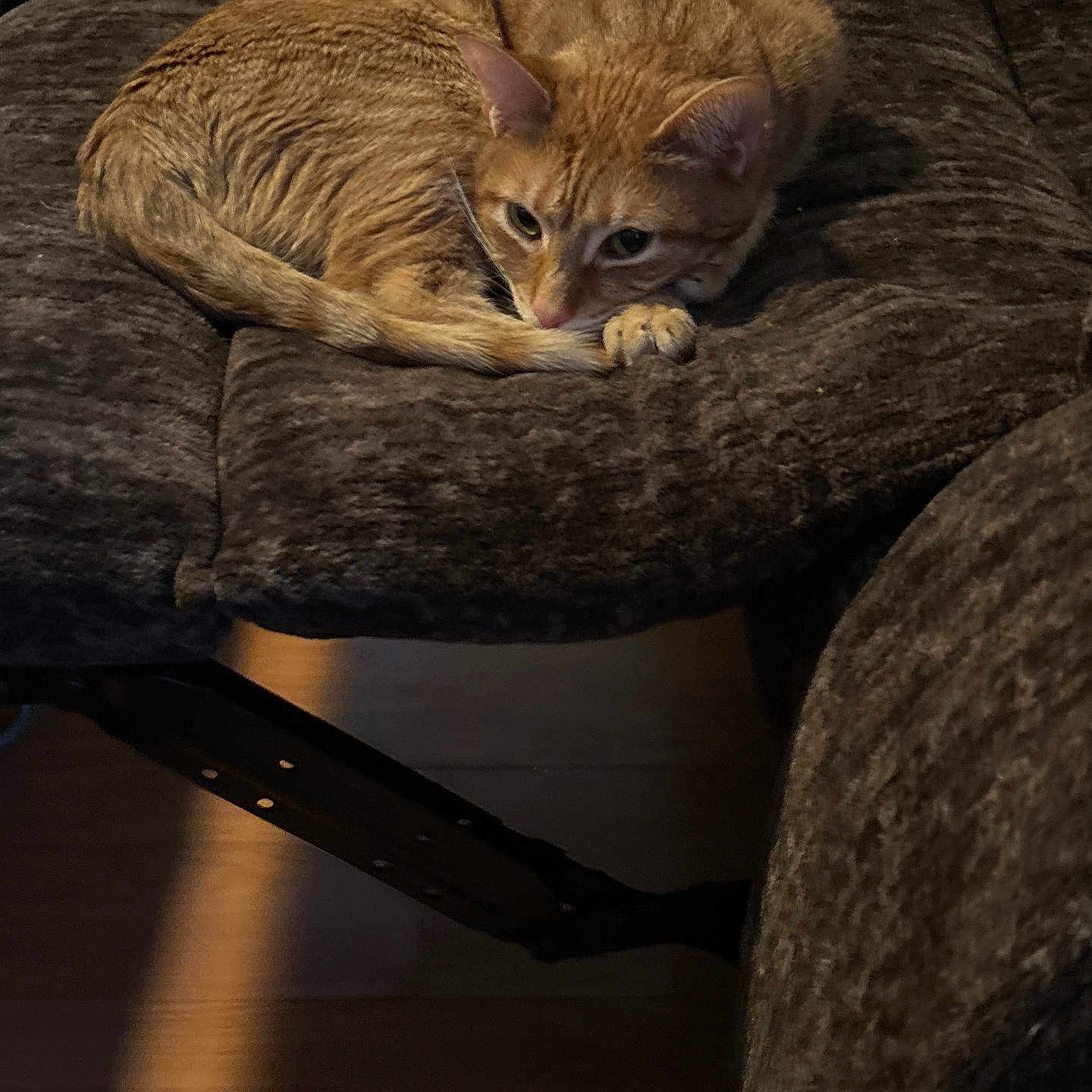 Woodstock is registered to the contest to win money with this photo: animal, cat, couch, cozy, curled_up, domestic_cat, ears, feline, fur, furniture, home, indoor, living_room, orange_tabby, paw, pet, relaxed, resting, tail, whiskers