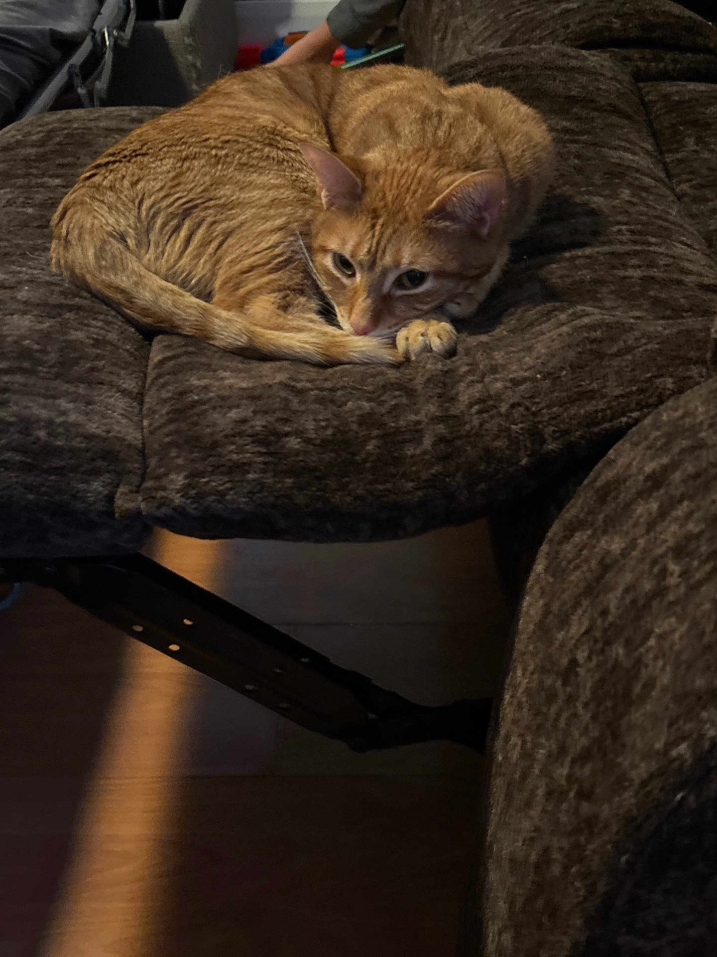 Woodstock is registered to the contest to win money with this photo: cat, orange_tabby, feline, pet, couch, furniture, indoor, relaxed, curled_up, animal, fur, whiskers, ears, tail, paw, home, cozy, resting, domestic_cat, living_room