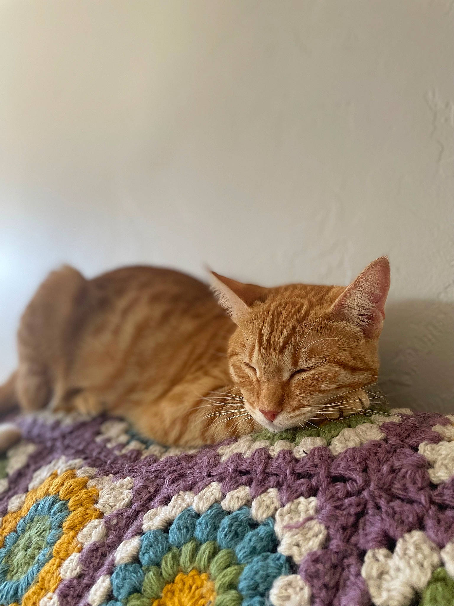 Thor is registered to the contest to win money with this photo: bedding, carnivore, cat, comfort, domestic_short_haired_cat, fawn, felidae, fur, linens, pattern, paw, small_to_medium_sized_cats, tail, terrestrial_animal, whiskers, wildlife, wood, wool, woolen, woven_fabric