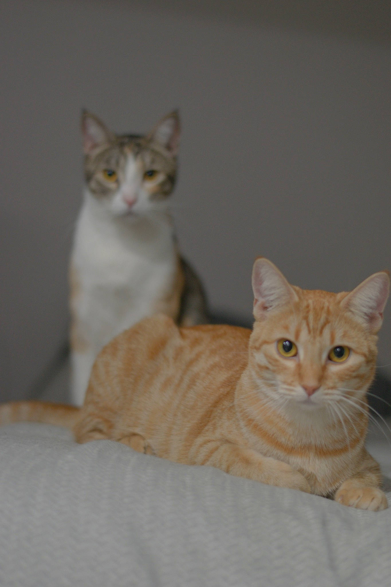 Thor is registered to the contest to win money with this photo: carnivore, cat, comfort, domestic_short_haired_cat, fawn, felidae, fur, paw, sitting, small_to_medium_sized_cats, snout, tail, terrestrial_animal, whiskers, wildlife, wood