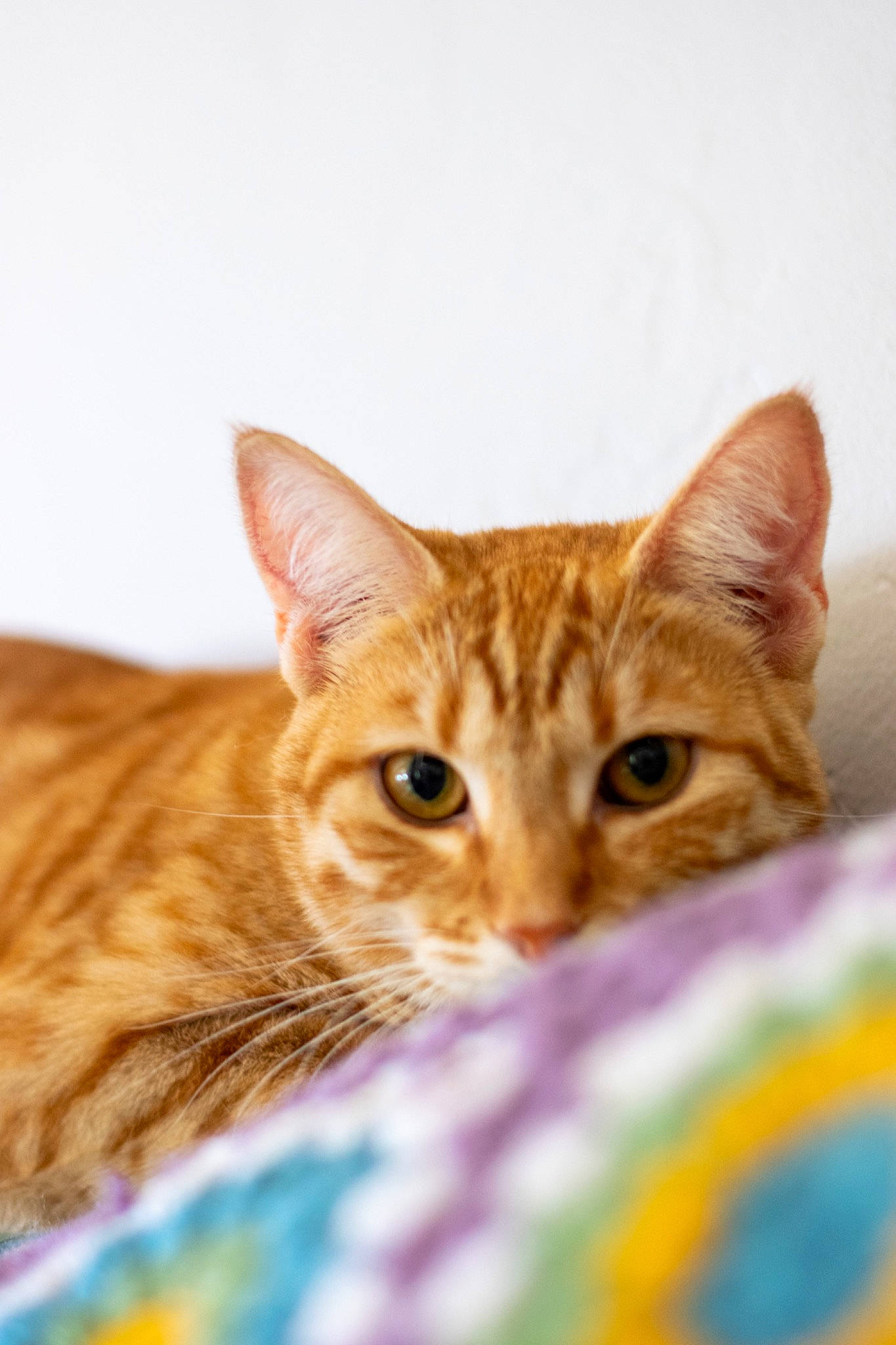 Thor is registered to the contest to win money with this photo: carnivore, cat, domestic_short_haired_cat, fawn, felidae, fur, small_to_medium_sized_cats, snout, terrestrial_animal, whiskers, wildlife