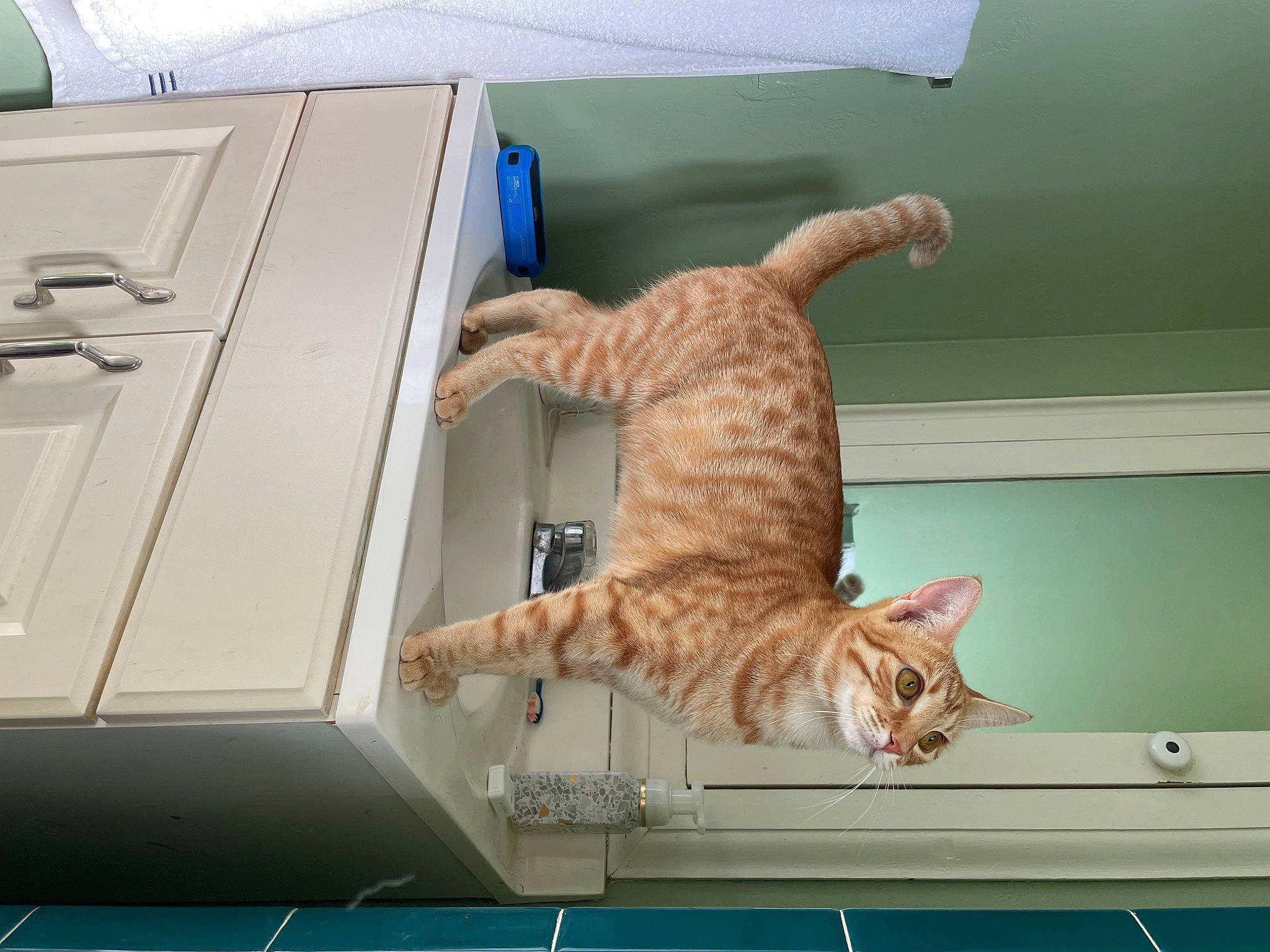 Thor joined the competition — help win amazing prizes! carnivore, cat, comfort, couch, desk, domestic_short_haired_cat, felidae, fur, hardwood, input_device, office_equipment, office_supplies, output_device, peripheral, room, small_to_medium_sized_cats, table, tail, whiskers, wood