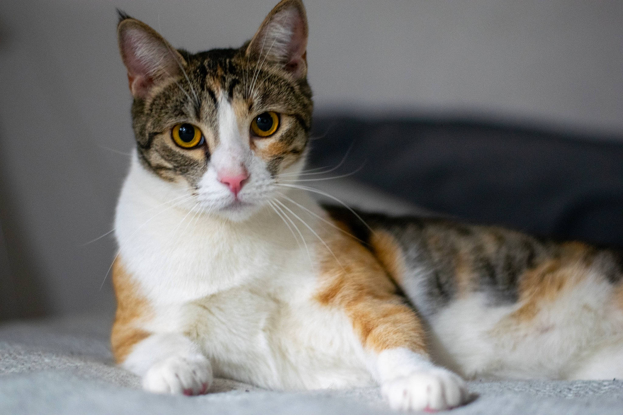 Goose is registered to the contest to win money with this photo: carnivore, cat, claw, comfort, domestic_short_haired_cat, felidae, foot, fur, paw, sitting, small_to_medium_sized_cats, snout, tail, terrestrial_animal, whiskers, wildlife