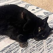 Nova is registered to the contest to win money with this photo: black_cat, black_fur, carpet, cat, close_up, cozy, ears, feline, green_eyes, home, indoor, lying_down, patterned_rug, paws, pet, portrait, relaxed, resting_pose, rug, whiskers