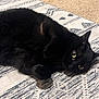 black_cat, black_fur, carpet, cat, close_up, cozy, ears, feline, green_eyes, home, indoor, lying_down, patterned_rug, paws, pet, portrait, relaxed, resting_pose, rug, whiskers