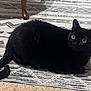 Nova is registered to the contest to win money with this photo: black_cat, carpet, cat, closeup, cozy, curious_eyes, domestic_cat, fur, furniture_leg, indoor, loaf, patterned_rug, pet, portrait, rug, shadow, sitting, tail, whiskers, yellow_eyes
