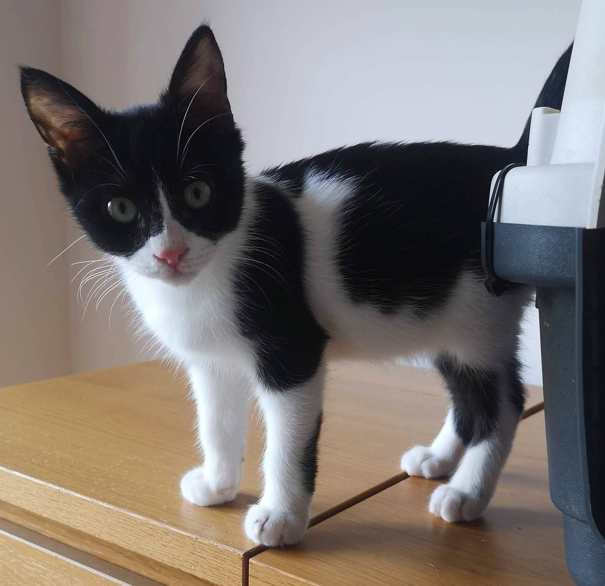 Penfold is registered to the contest to win money with this photo: carnivore, cat, domestic_short_haired_cat, felidae, flooring, foot, formal_wear, fur, hardwood, paw, small_to_medium_sized_cats, snout, tail, whiskers, wood