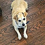 Jack is registered to the contest to win money with this photo: dog, pet, small_dog, tan_fur, white_fur, wooden_floor, indoor, curious, lying_down, collar, ears, tail, flooring, animal, canine, domestic_animal, looking_up, paw, fur, companion