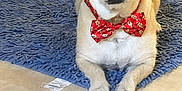 Jack joined the competition — help win amazing prizes! dog, bow_tie, blue_rug, tiled_floor, treat, indoor, pet, small_dog, brown_fur, looking, lying_down, close_up, floor, cozy, domestic, animal, cute, attention, food, decor
